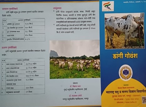 Folder On Dangi Cattle Breed For The Farmers